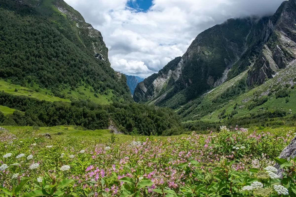 A green Himalayan valley with wildflowers, forested slopes and clouds over the peaks